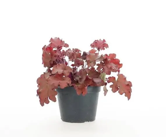 Heuchera flerårig plante