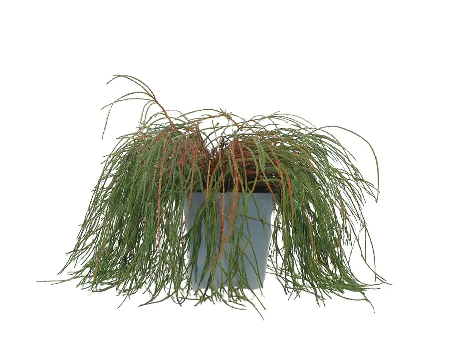 Tuja 'Whipcord'