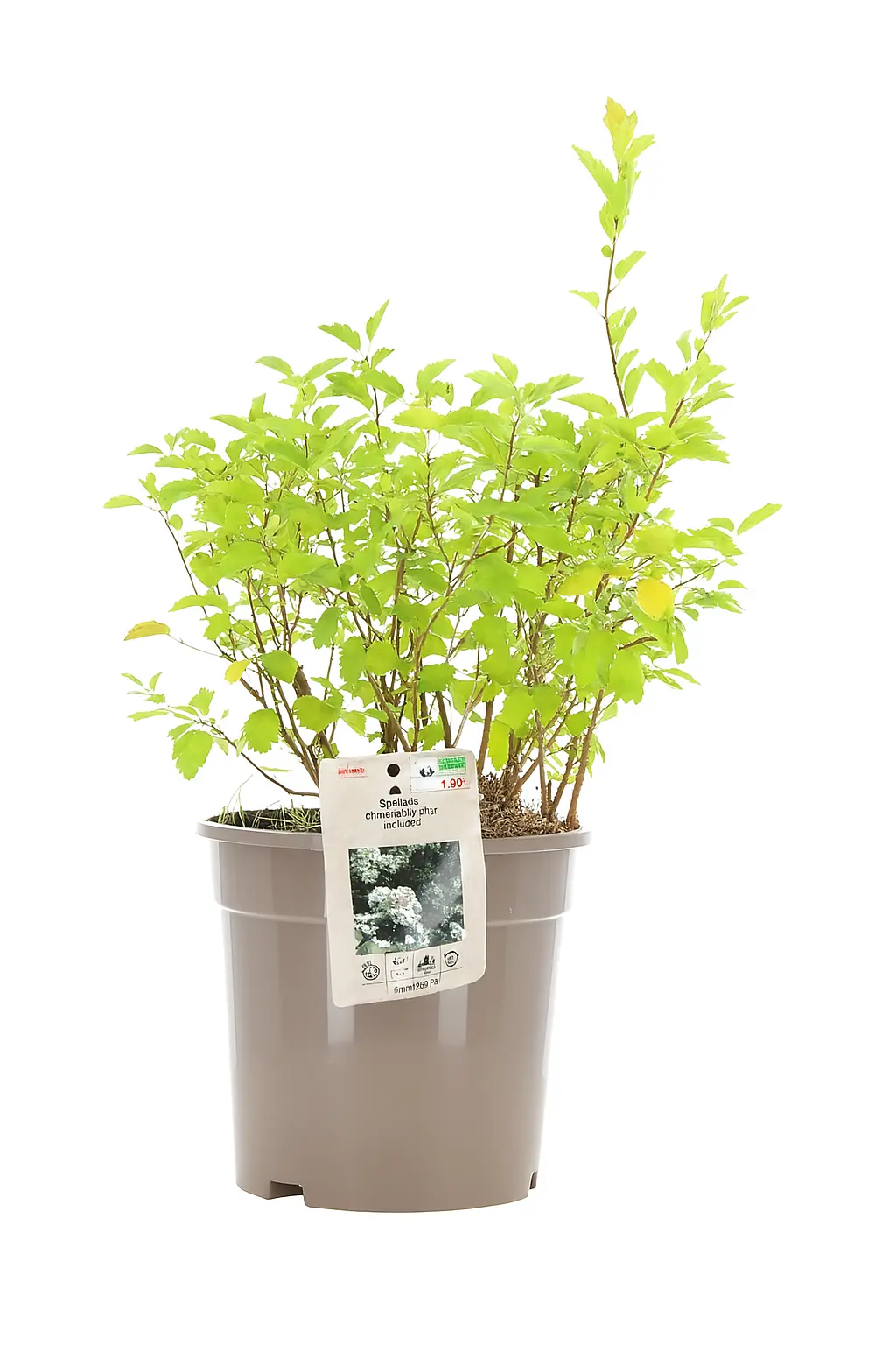 Bjarkøyspirea