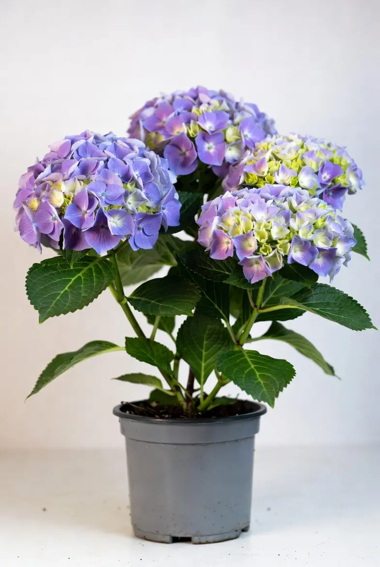 Hortensia macrophylla Dekorativ plante
