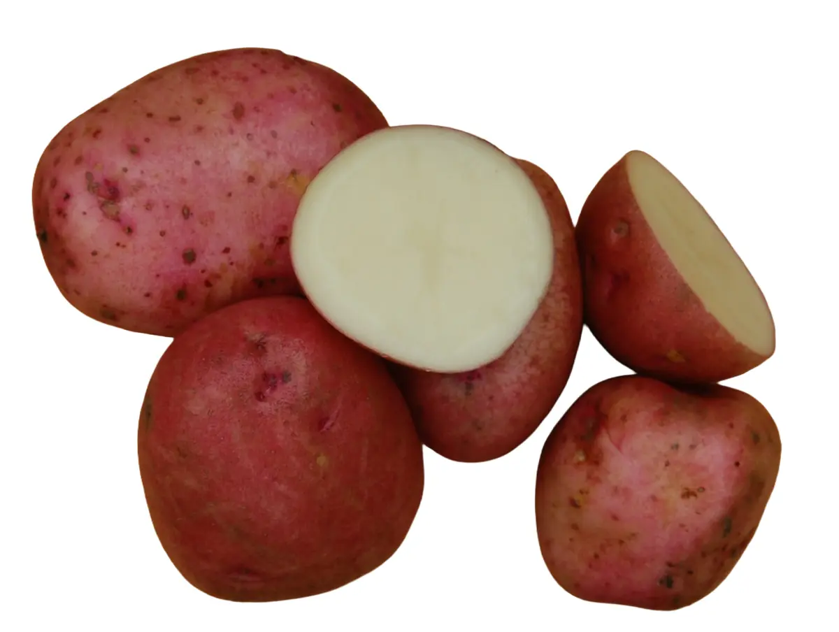 Settepotet 'Beate' 1 kg