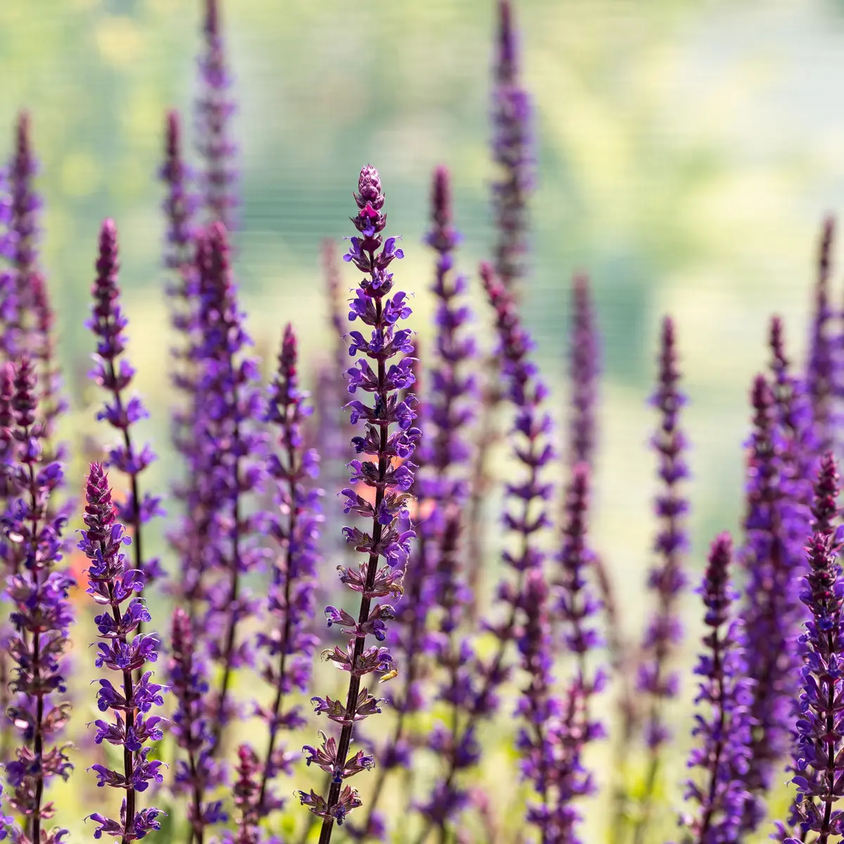 Salvia Nemorosa flerårig blanding