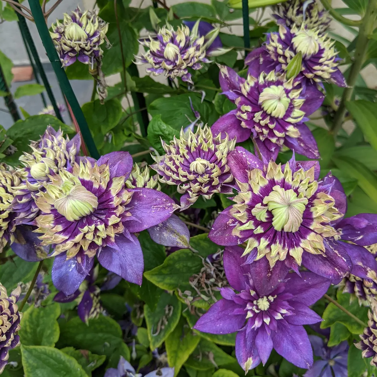 Klematis 'Taiga'