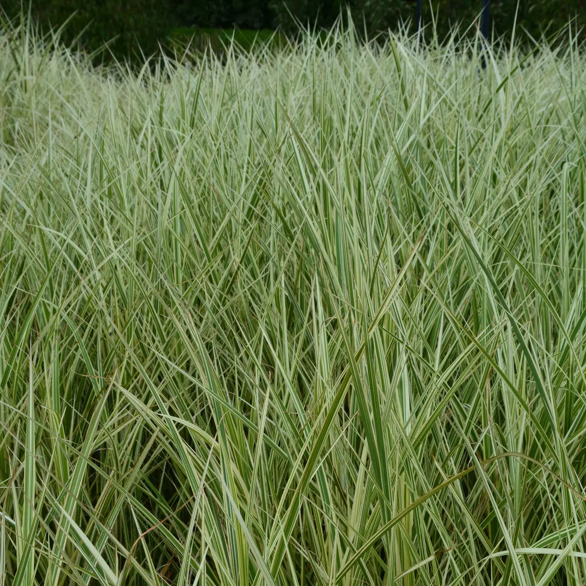 Silkekinagras 'Variegatus'