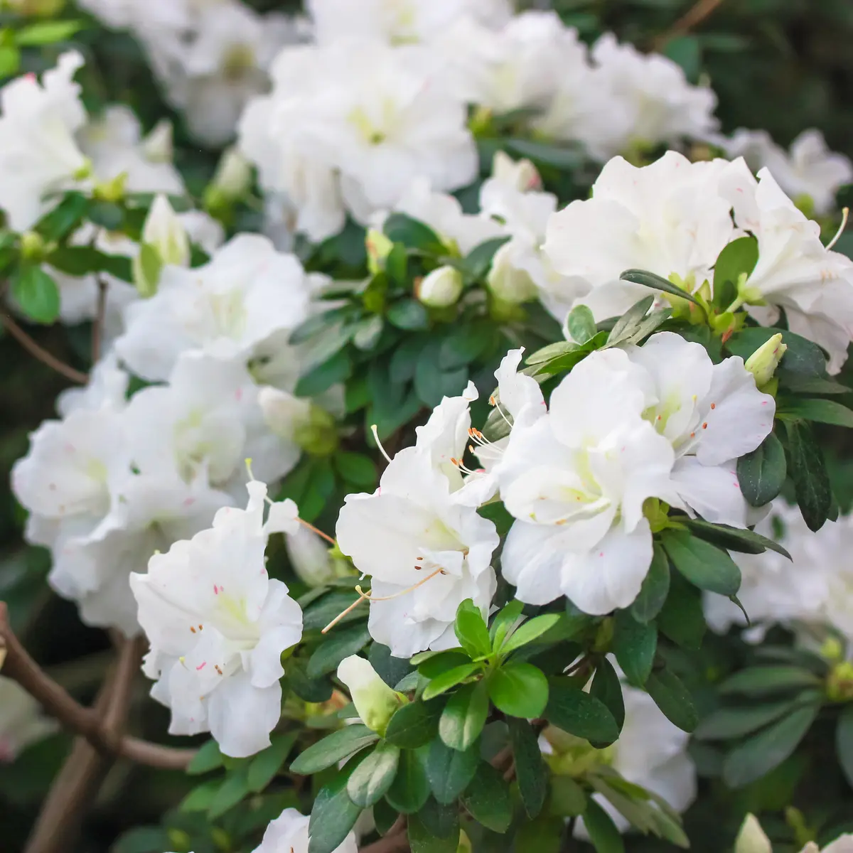 Asalea 'Maischnee'