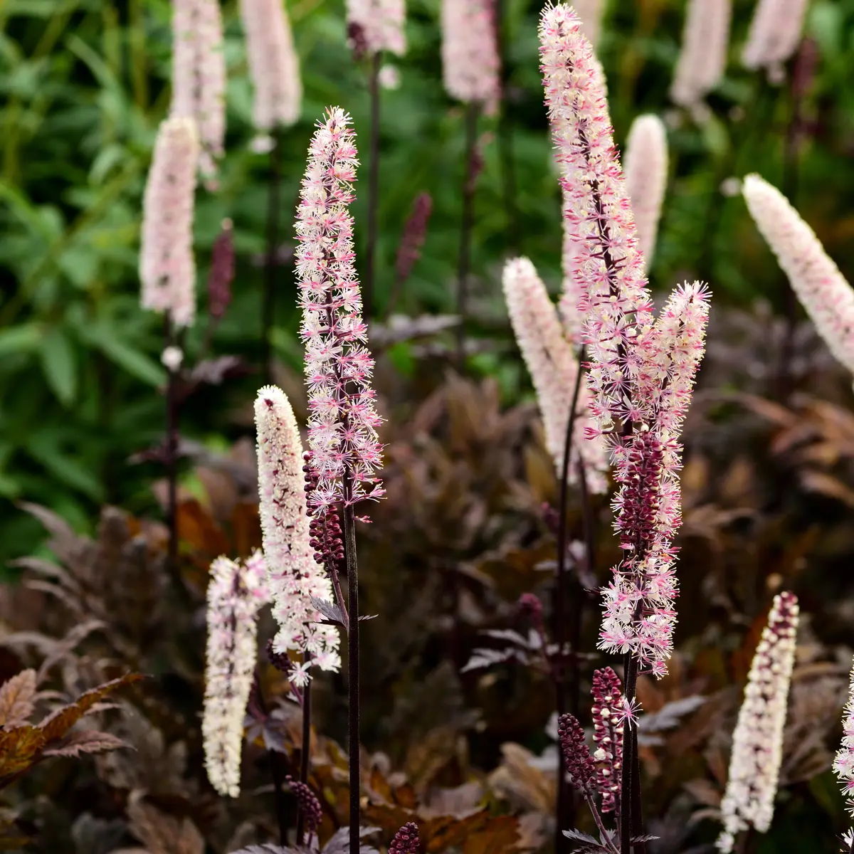 Høstormedrue 'Pink Spike'