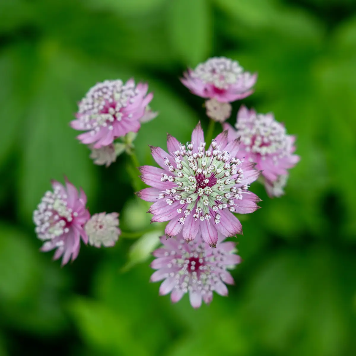 Stjerneskjerm 'Pink Pride'