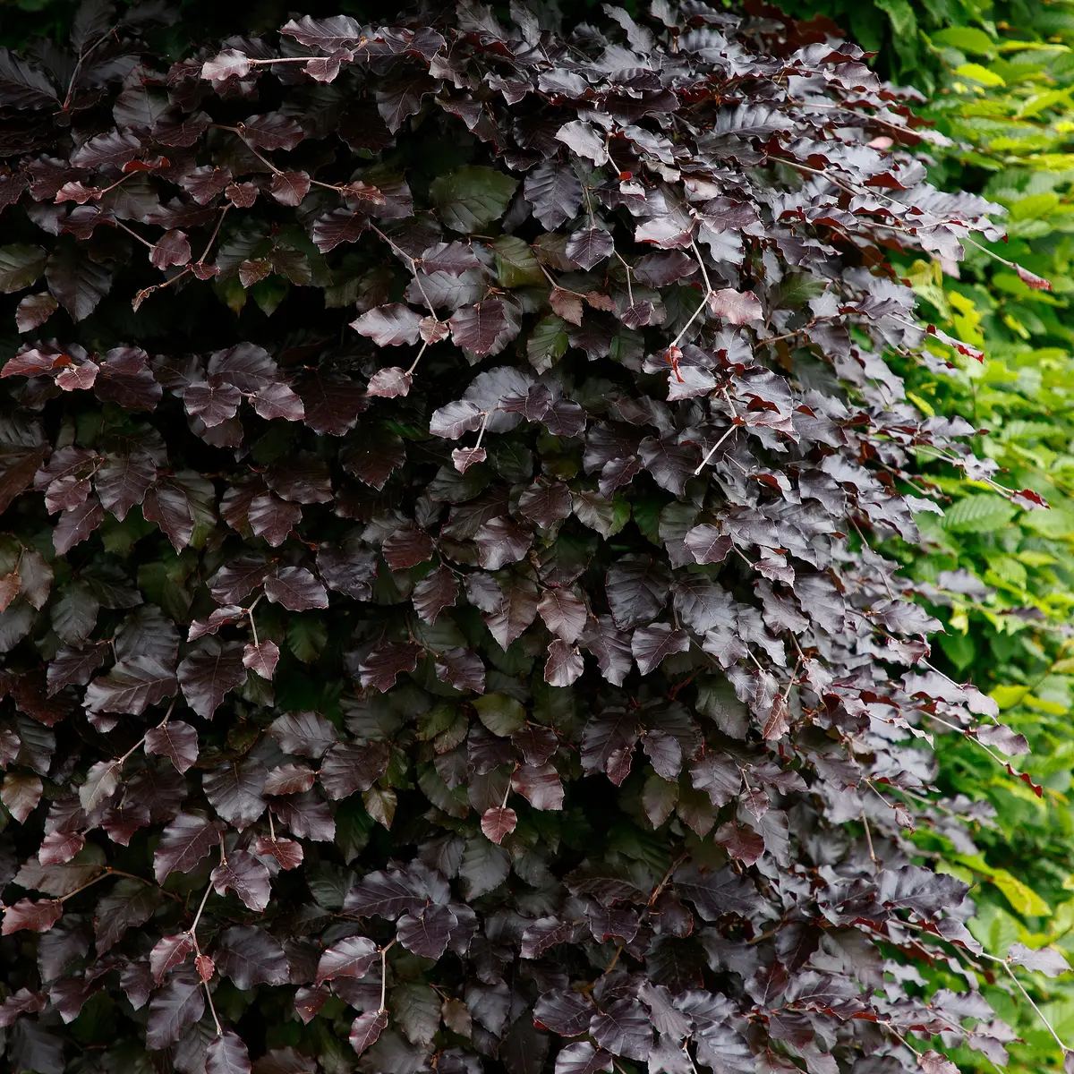 Blodbøk 'Purpurea'