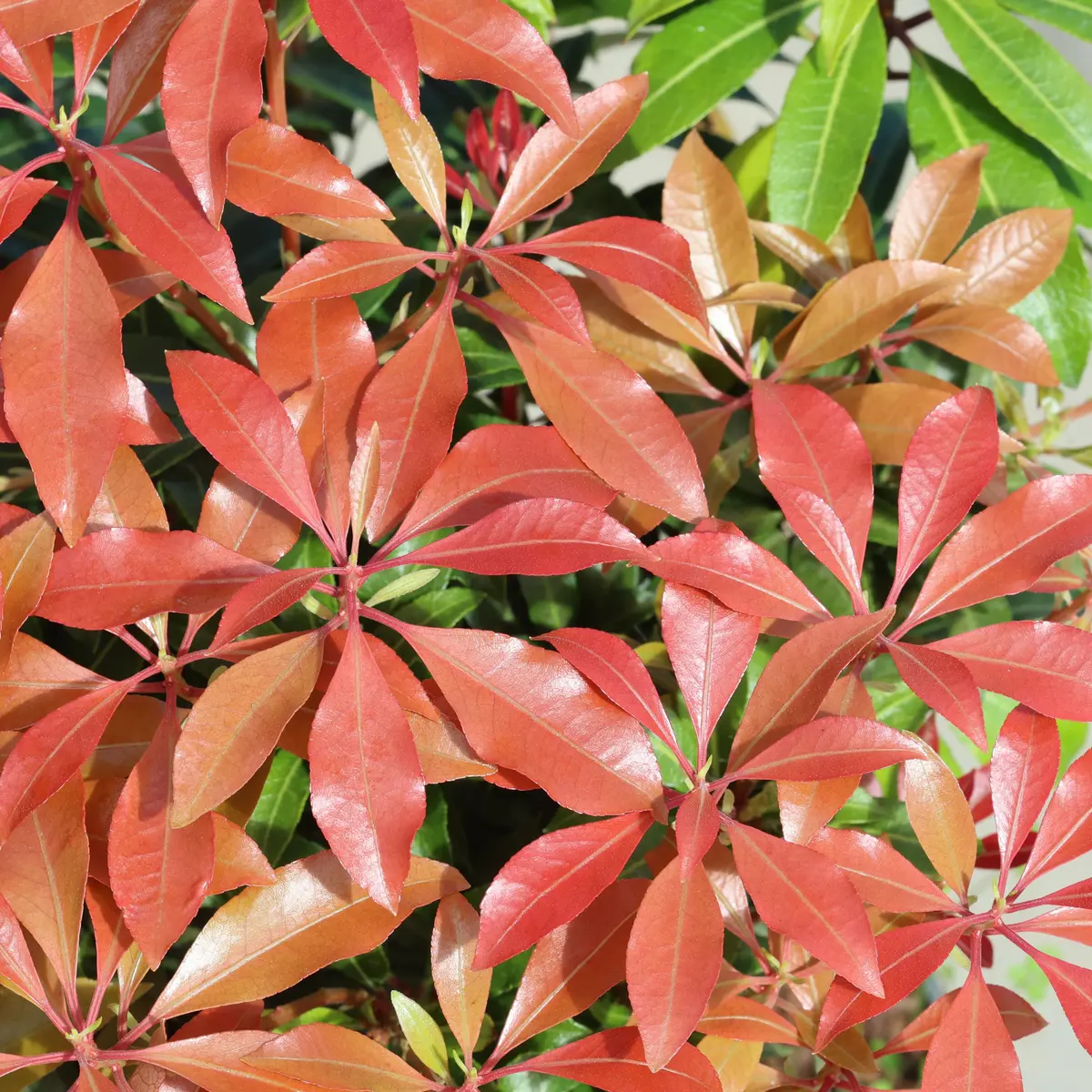 Japanpieris 'Mountain Fire'