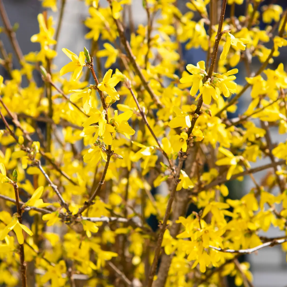Praktgullbusk 'Northern Gold'