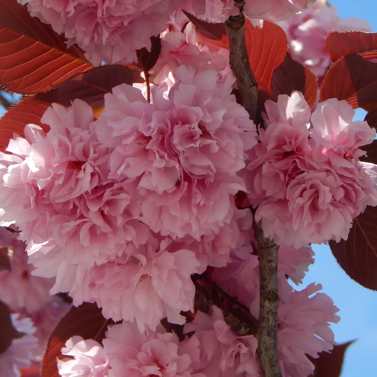 Japankirsebær 'Royal Burgundy'