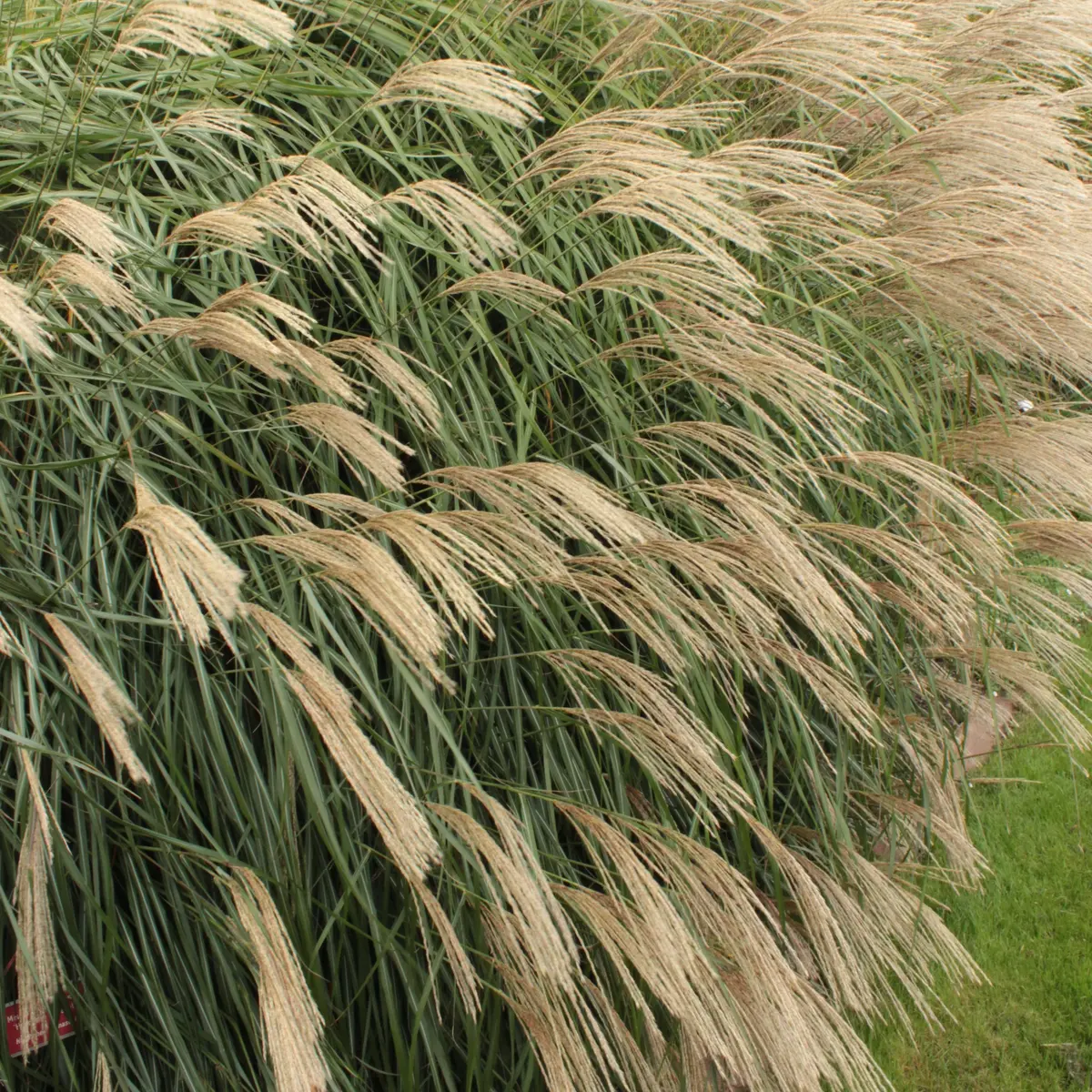Silkekinagress 'Hermann Müssel'