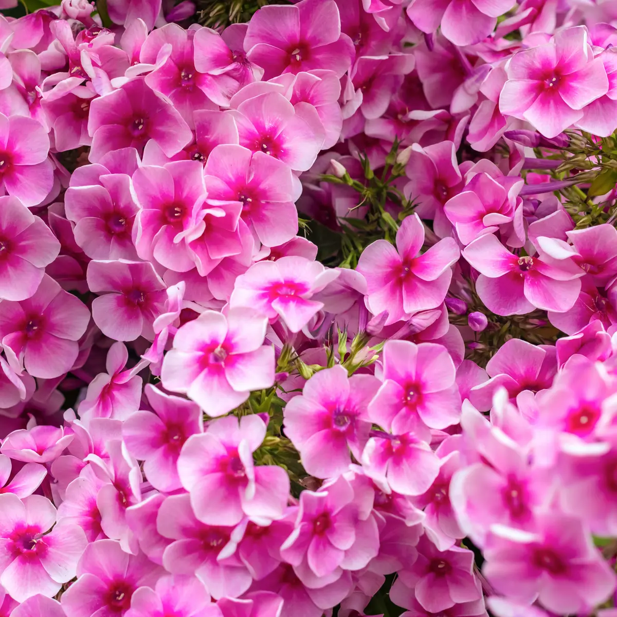 Høstfloks 'Early Pink'