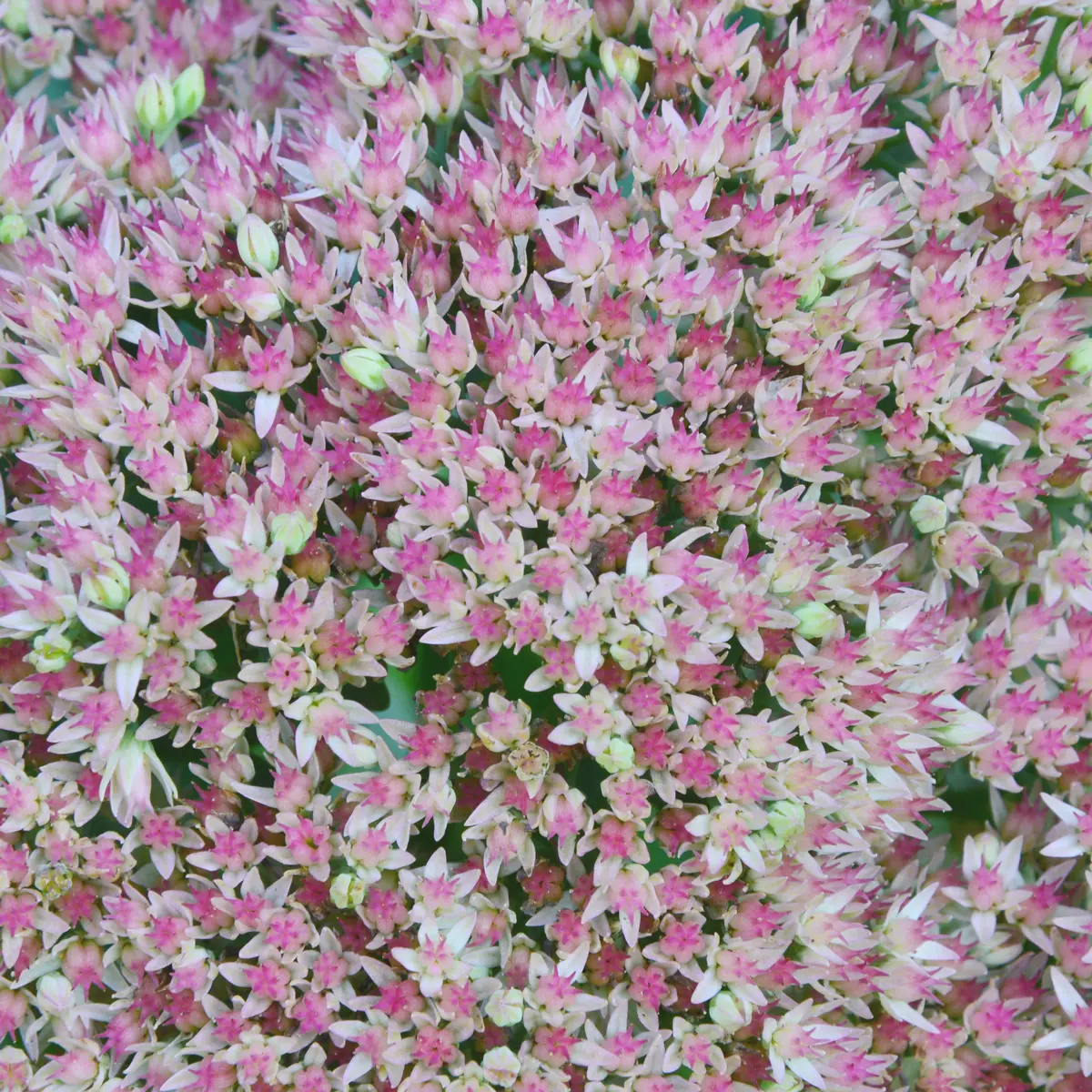 Smørbukk 'La Vie and Rose'