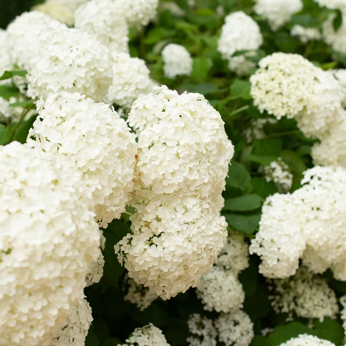 Vierhortensia STRONG ANNABELLE