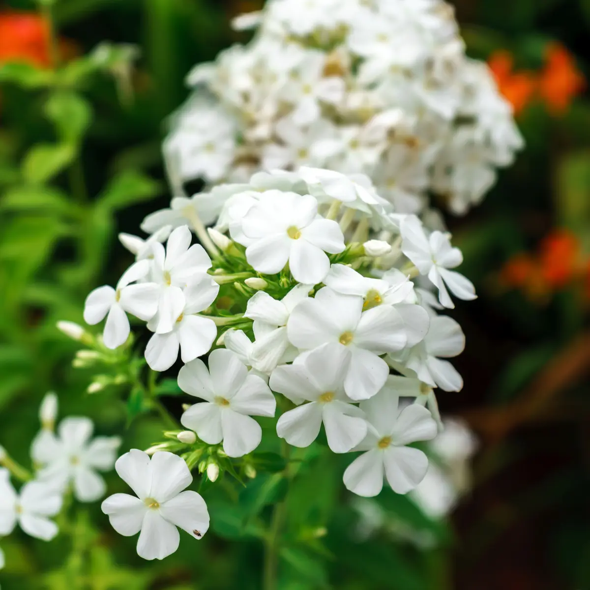 Høstfloks 'Early White'