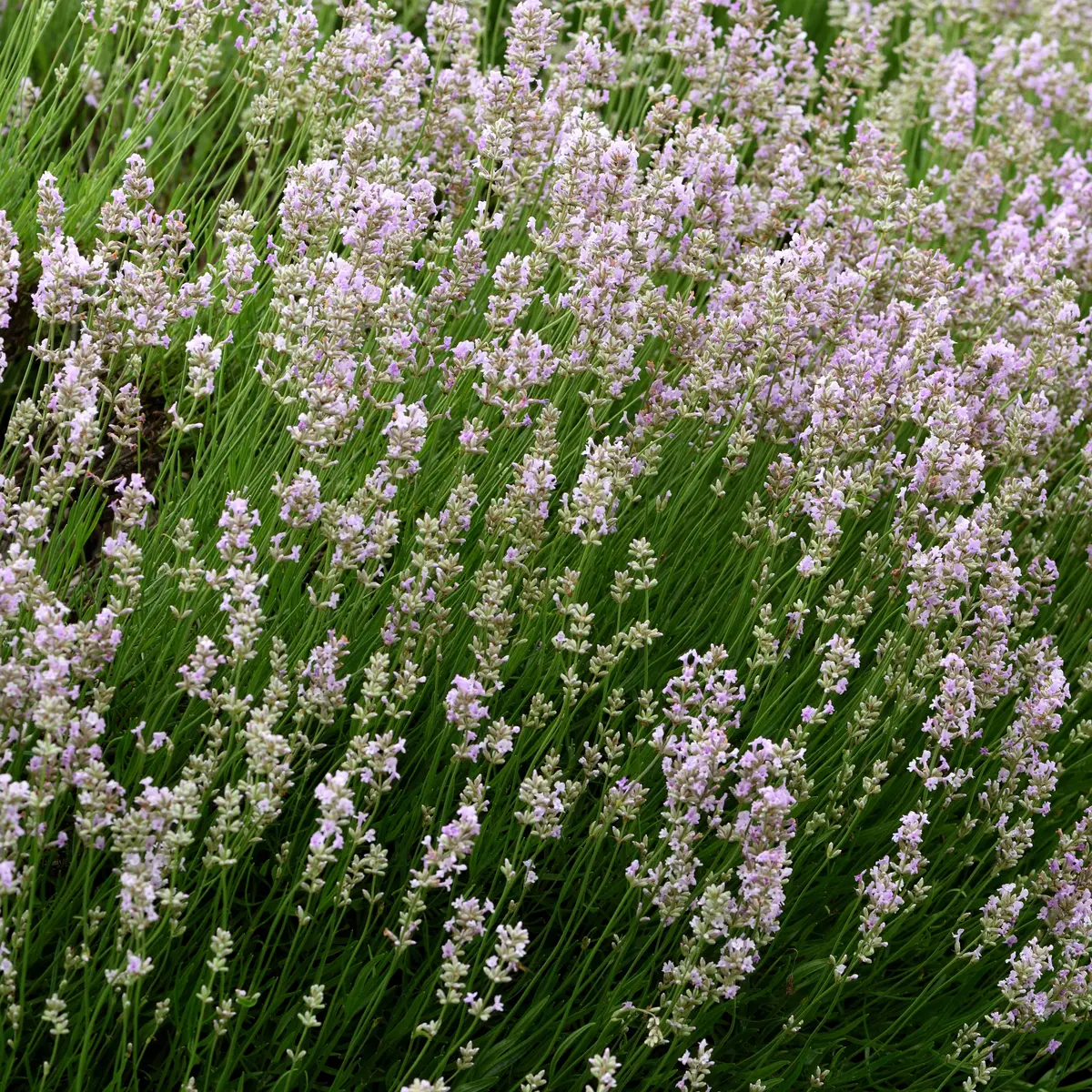 Lavendel 'Felice Light Pink'