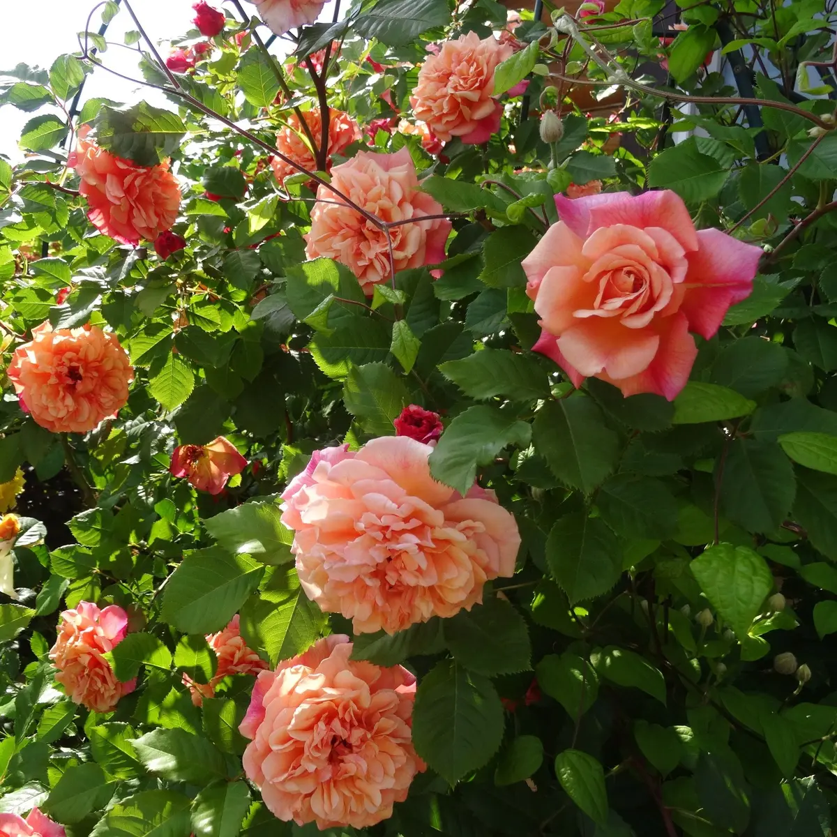 Klatrerose KORDES ALOHA®