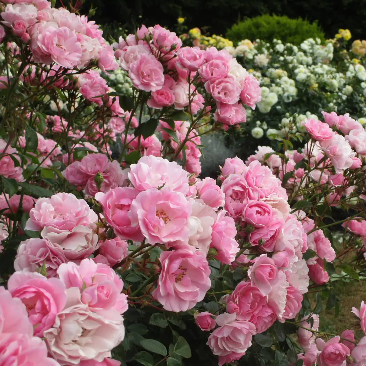 Klaserose 'Bonica'