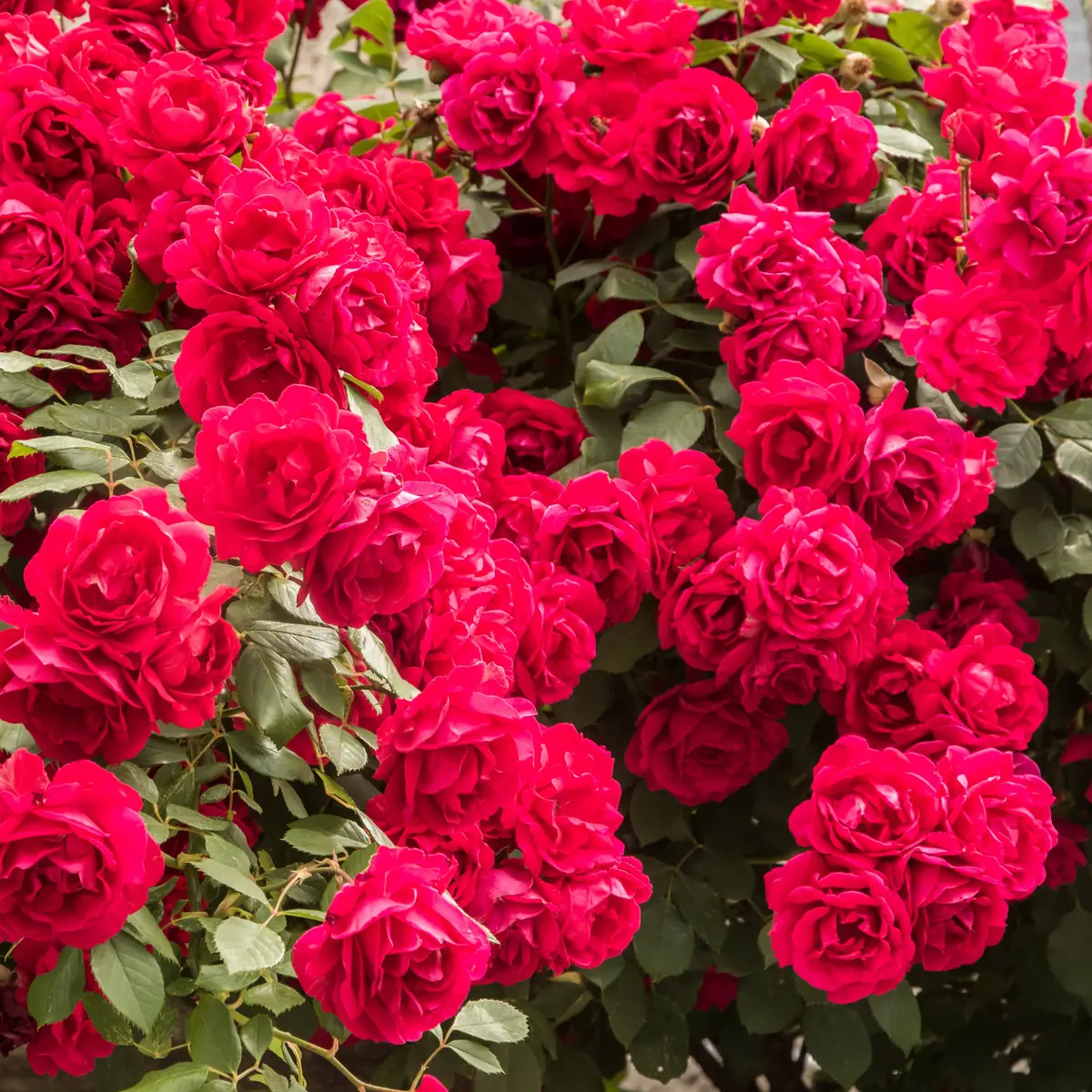 Klatrerose 'Paul's Scarlet Climber'