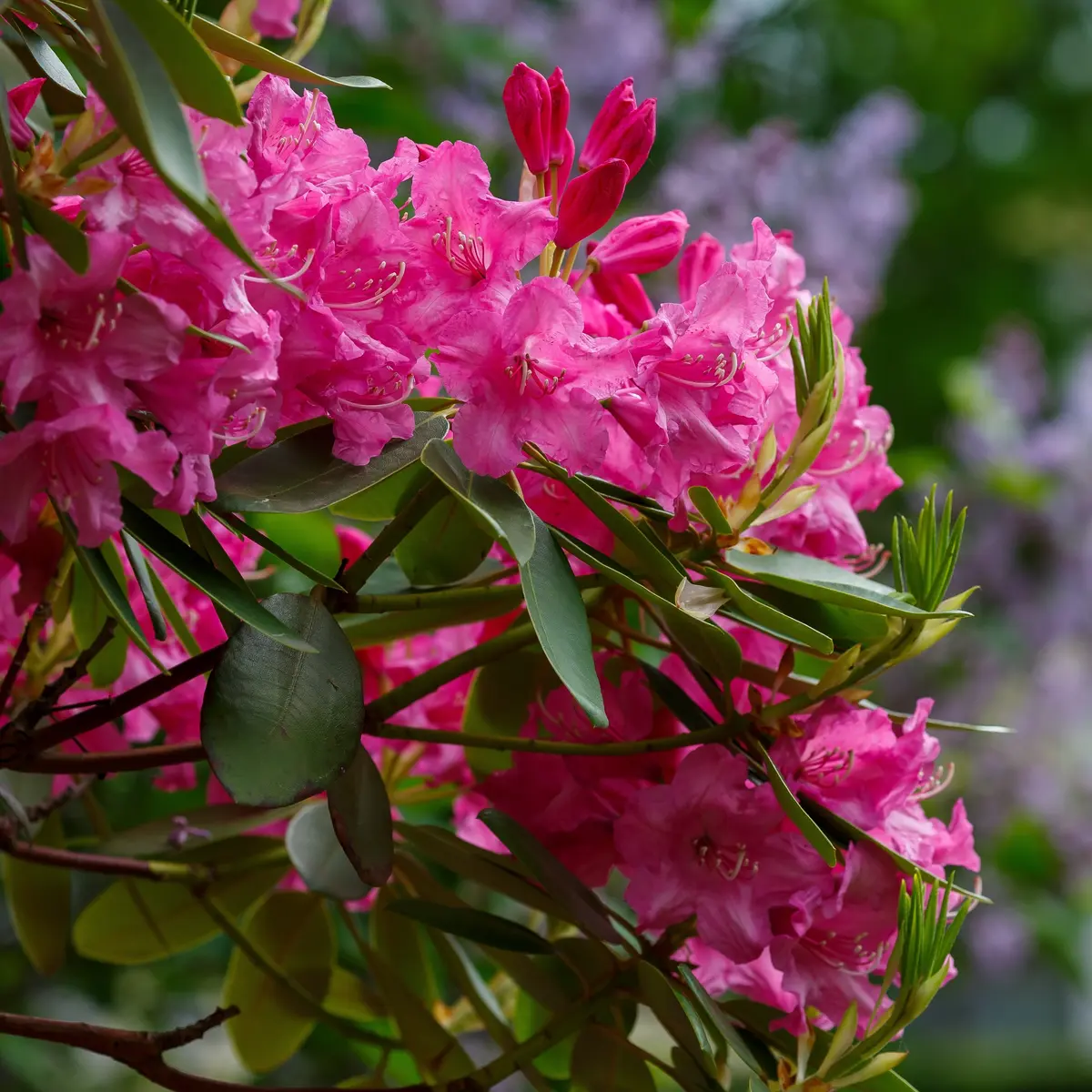 Parkrododendron 'Roseum Elegans'