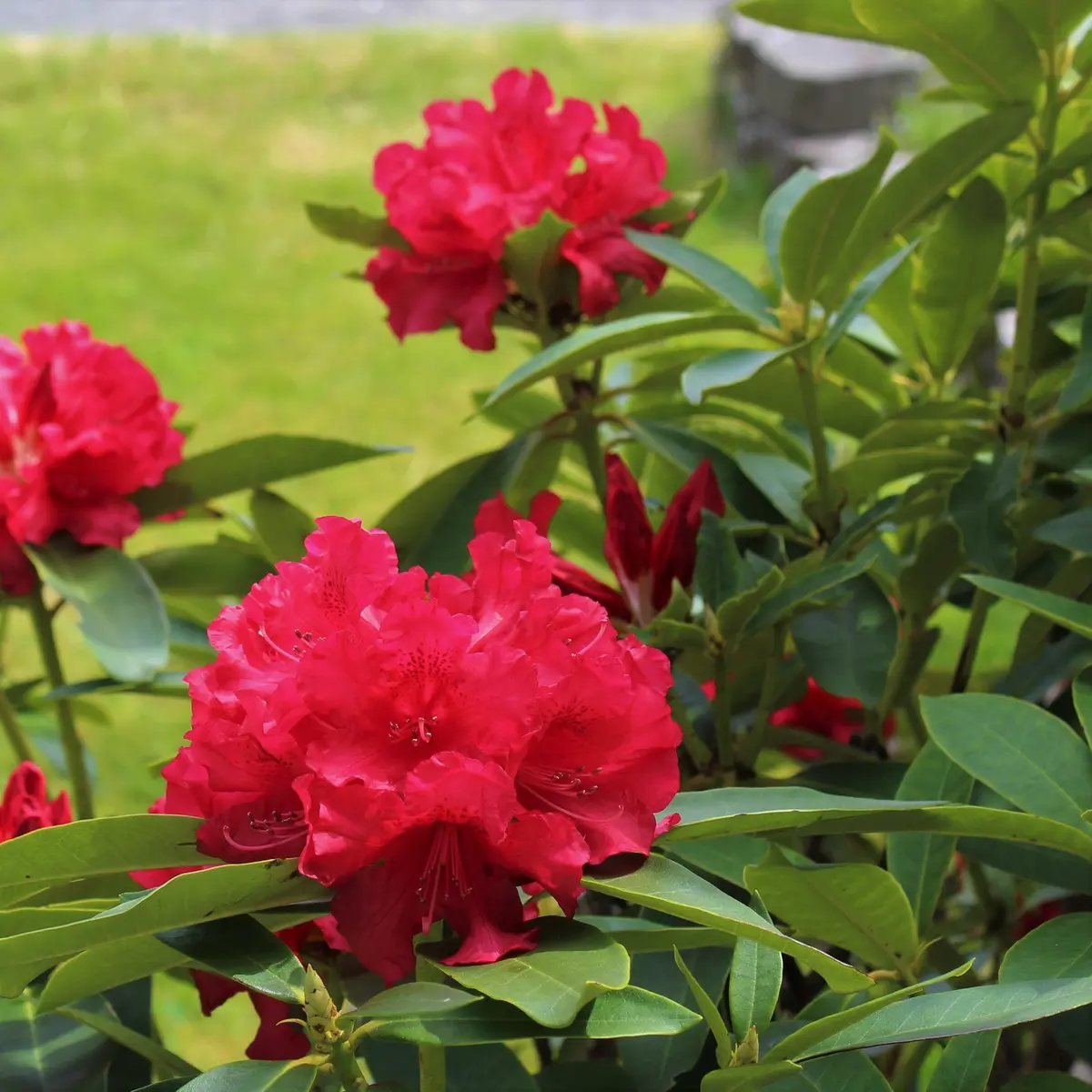 Rododendron 'Karl Naue'