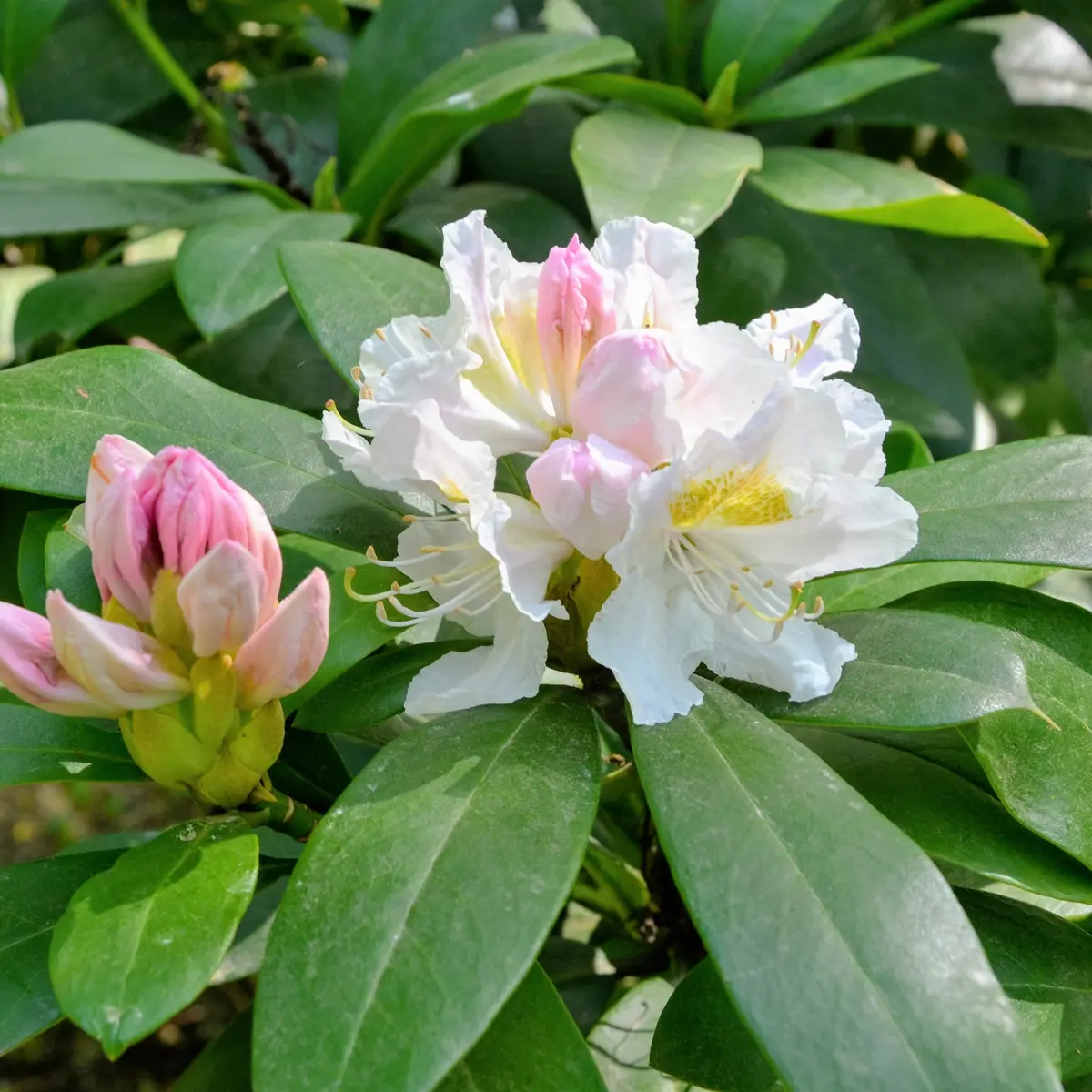 Parkrododendron 'Cunningham's White'