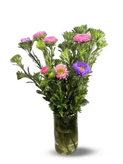 Asters 5pk