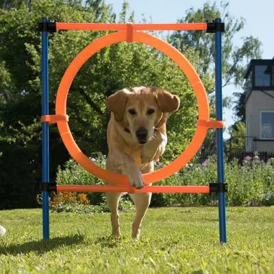Agility Fun & Sport Ring