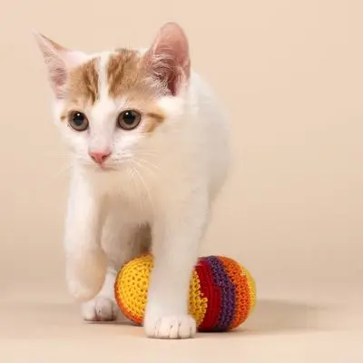 TIAKI Hacky Sacks for katter