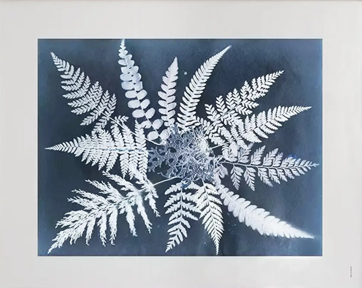 Fern star plakat, 40 x 50 cm
