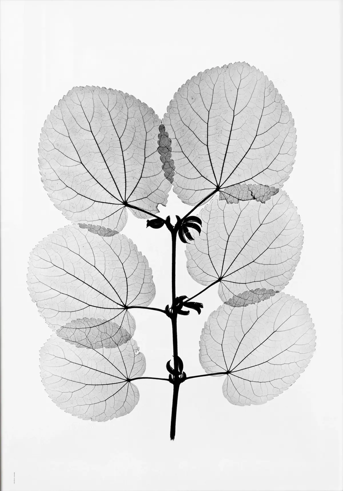 Katsura plakat, 70 x 100 cm
