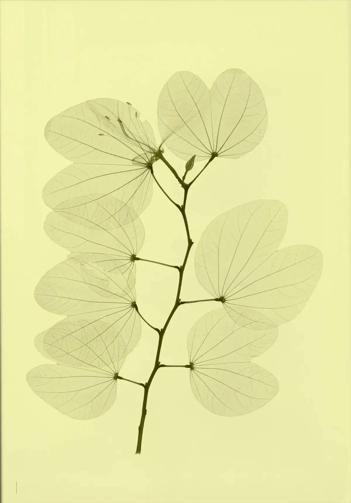 Orkidebauhinia plakat, 70 x 100 cm