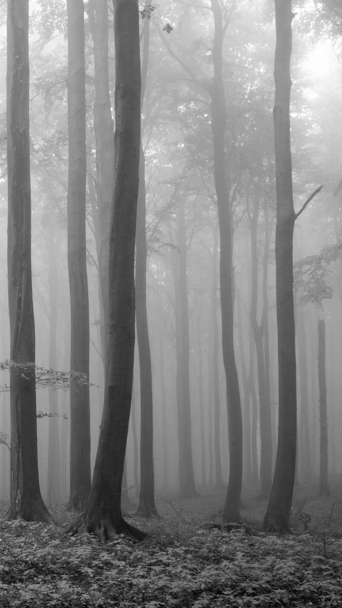 Huntonit Trefiberpl Twilight 2