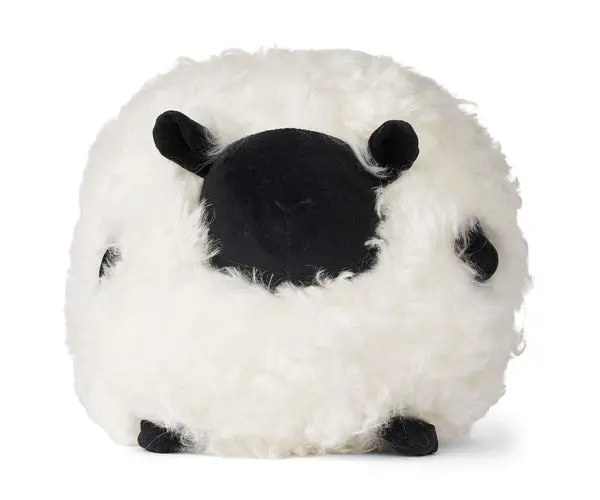 Cute Sheep | Korthåret | New Zealand Ø26