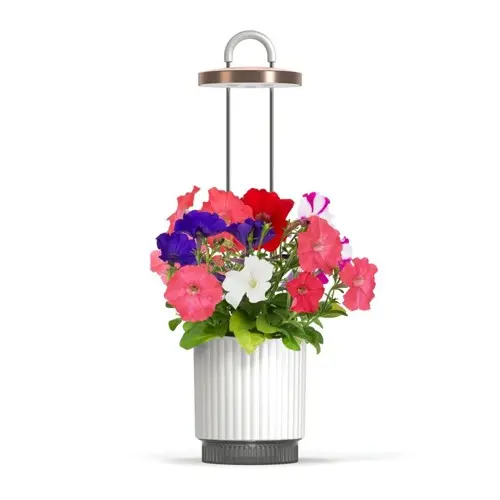 Click and - HydroVase - Hvit