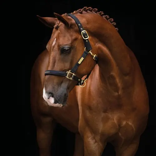 Hansbo Sport - Halter EQUESTRIAN LIFE - Cob - Black