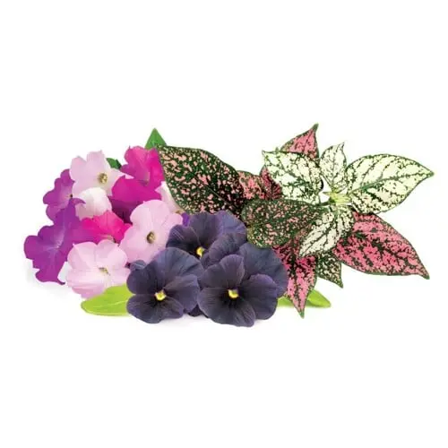 Click & Grow - Plant Pods 9-Pack - Vibrant Flower Mix