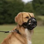 Baskerville Ultra Muzzle Munnkurv - str. 1