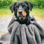 Canelana Cave Varmepose i ull til hund - XS (x)