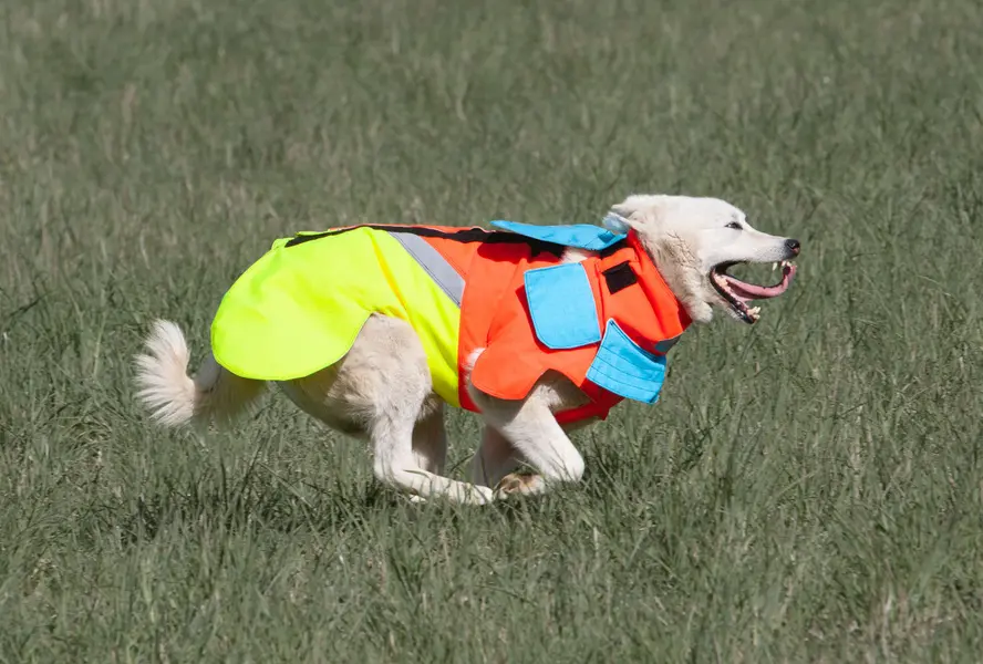 Tuskproof Boar v.5 Orange XXS