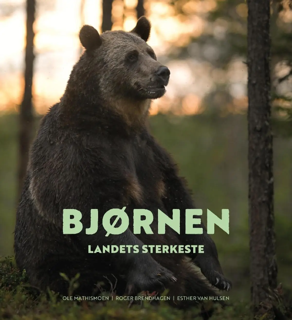 Bjørnen: landets sterkeste