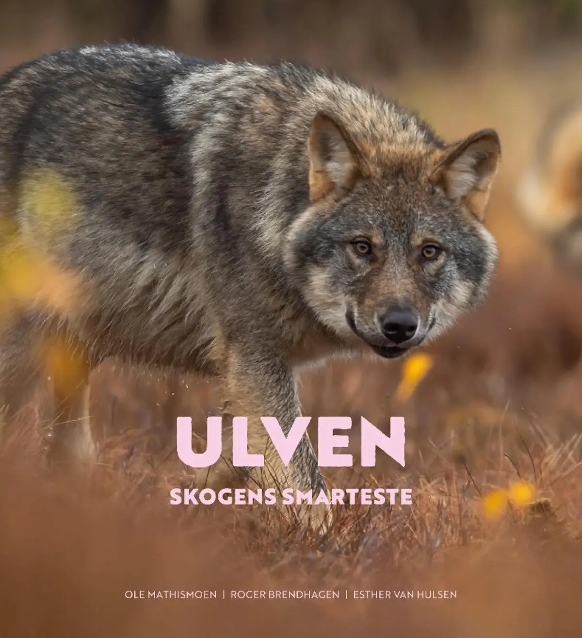 Ulven: skogens smarteste