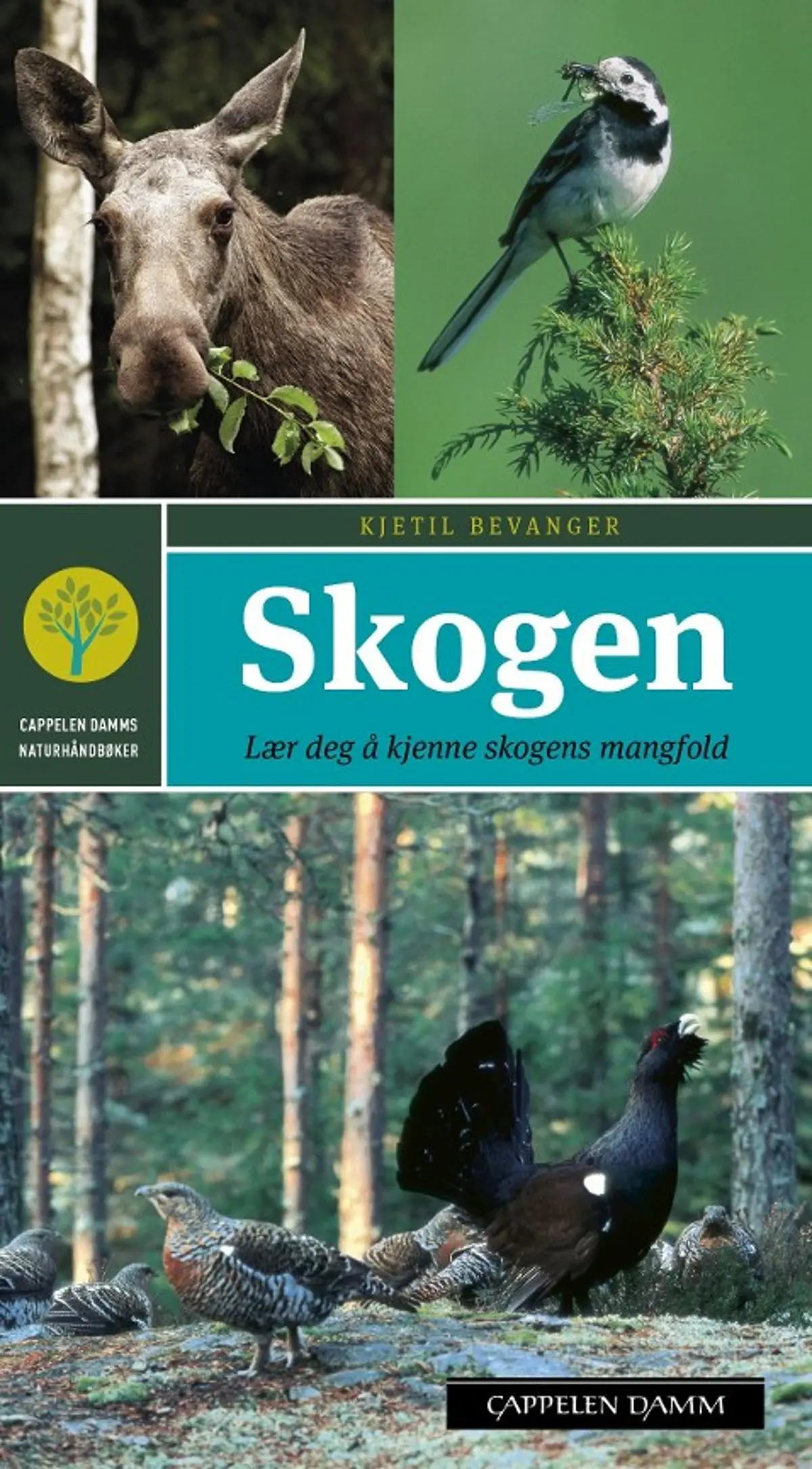 Skogen: lær deg å kjenne skogens mangfold