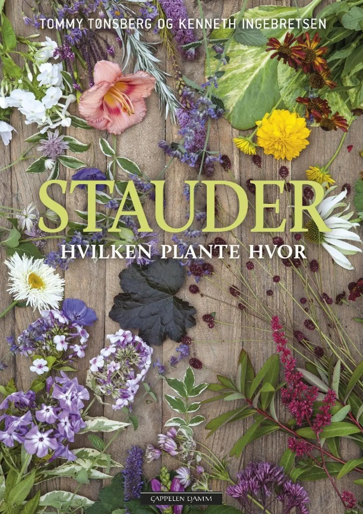 Stauder: hvilken plante hvor