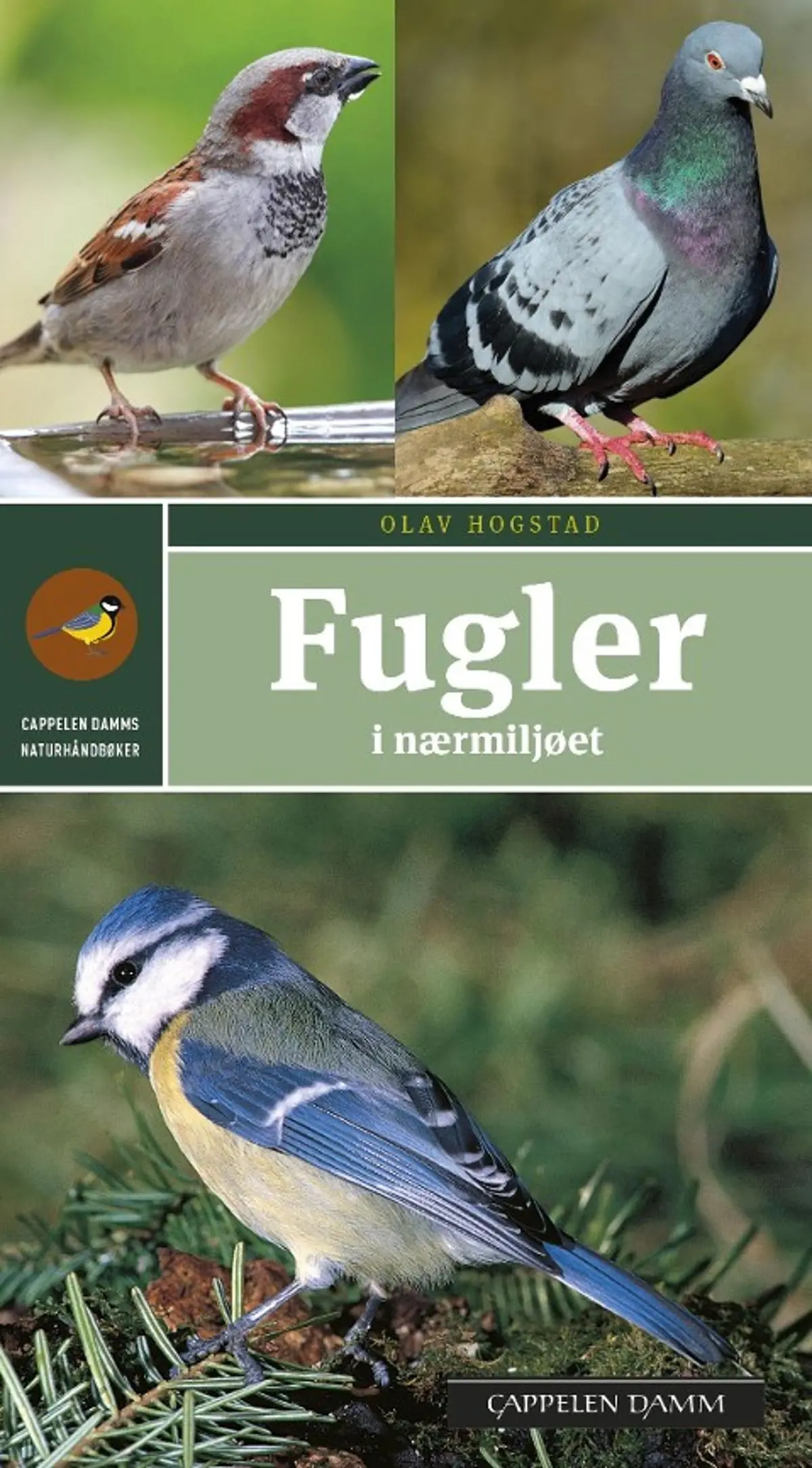 Fugler i nærmiljøet: enkel og sikker artsbestemmelse