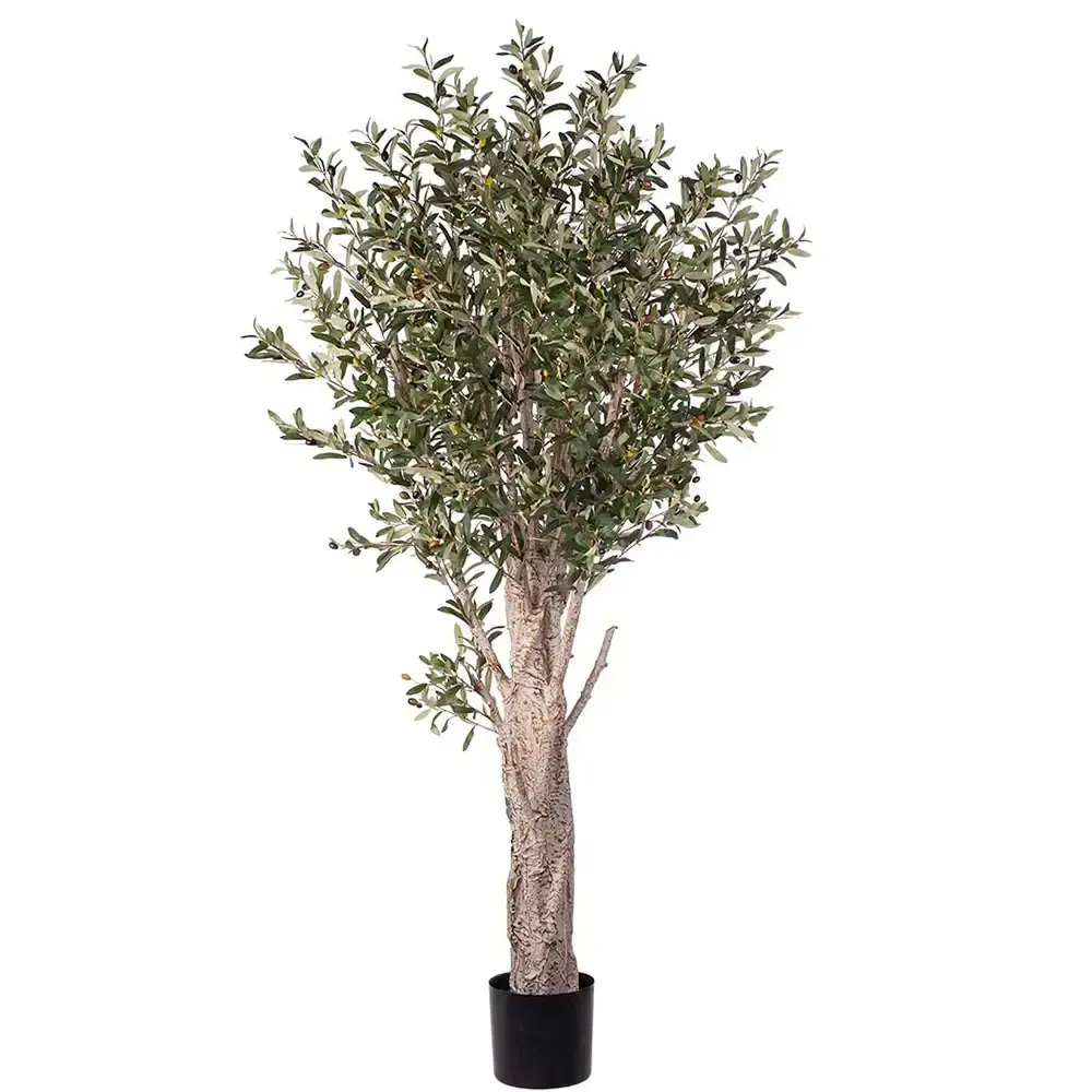 Oliventre 190 cm