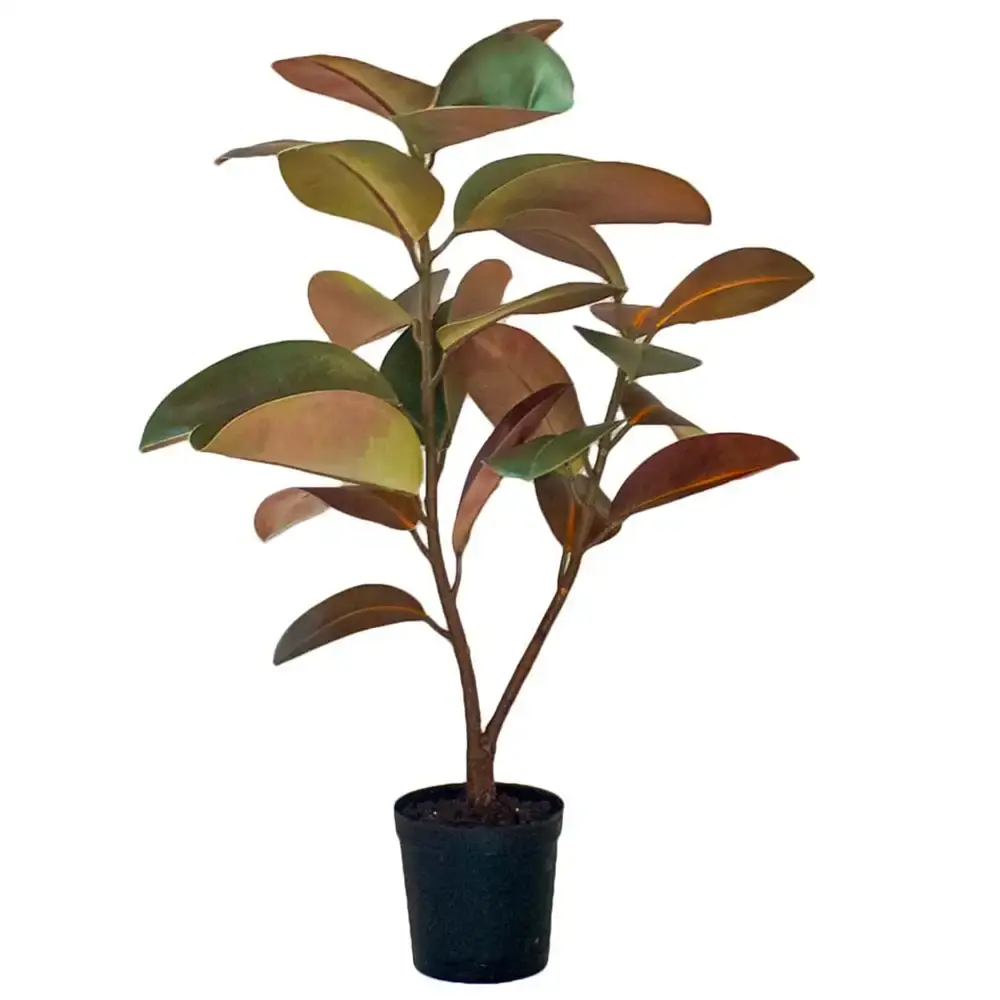Fiken Elastica 90 cm
