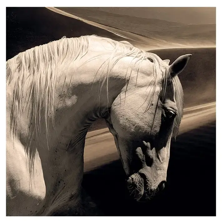 Veggdekorasjon Arabian Horse 100 x 100 cm Artwood