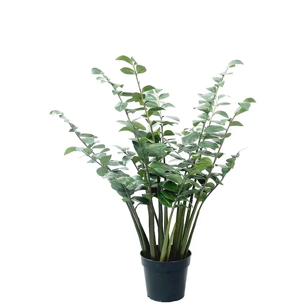 Zamifolia i potte 120 cm